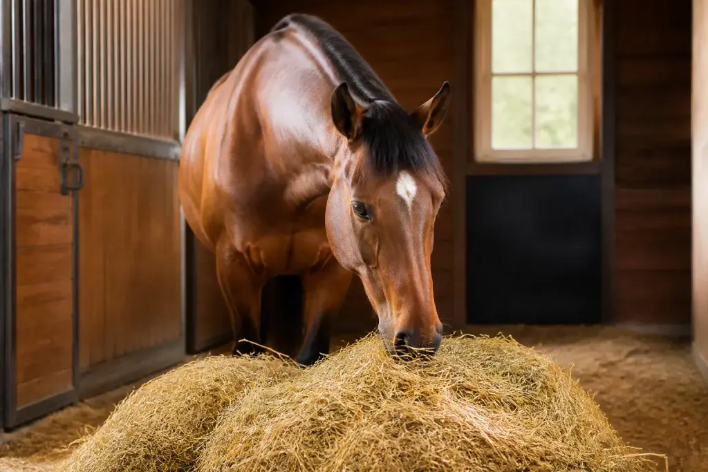Cheval brun savourant du foin dans une ecurie