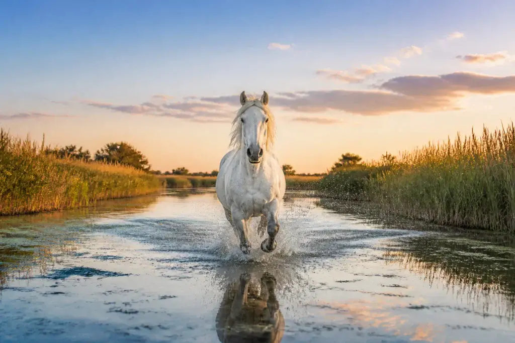 Cheval blanc galopant dans les marais