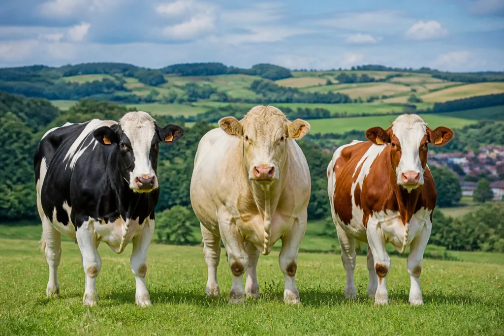 Trois vaches francaises emblematiques