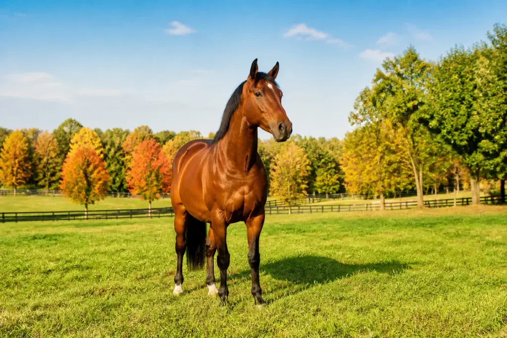 Majestueux cheval dans un pre dautomne ensoleille