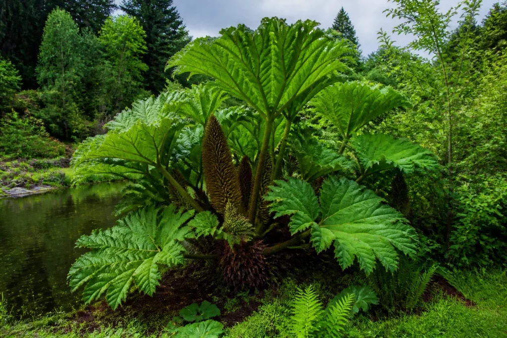 Majestueux gunnera manicata au bord de leau