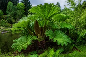 Gunnera Manicata : l'entretien de votre géante